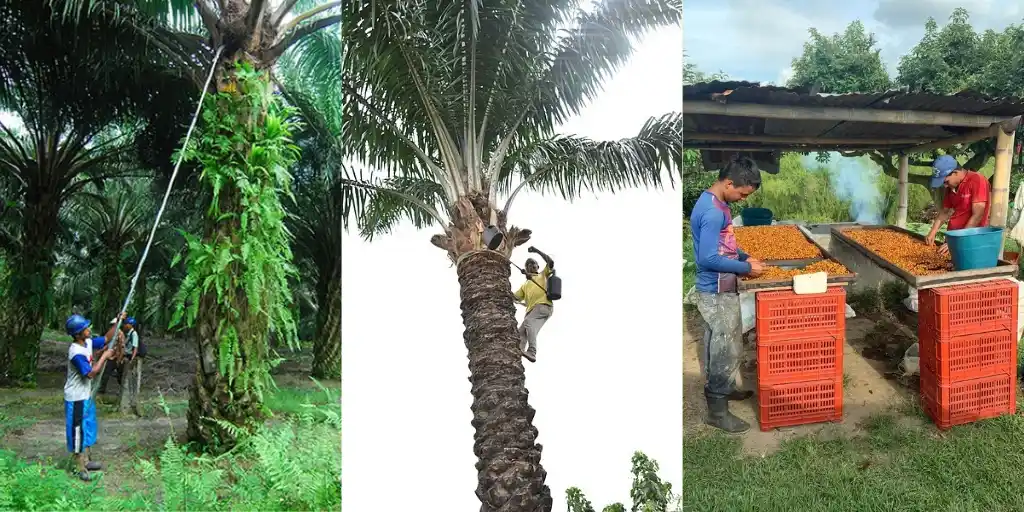 harvesting-of-batana-plant